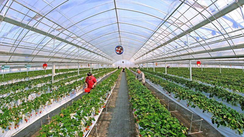 种植合作社的兴起与挑战：优势与不足分析