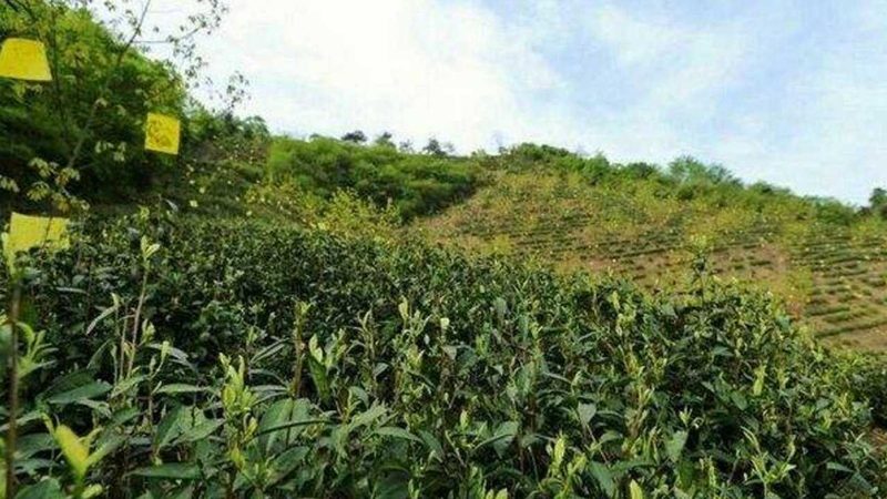合作社注销流程详解：关键步骤与注意事项