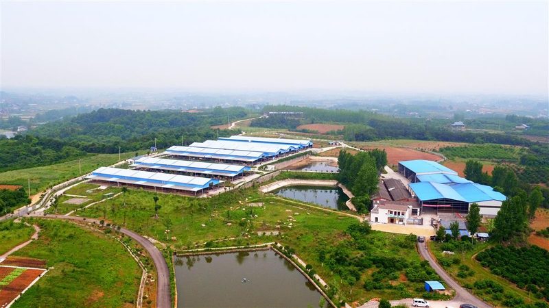 农产品厂家直供代理，如何搭建高效供应链？**