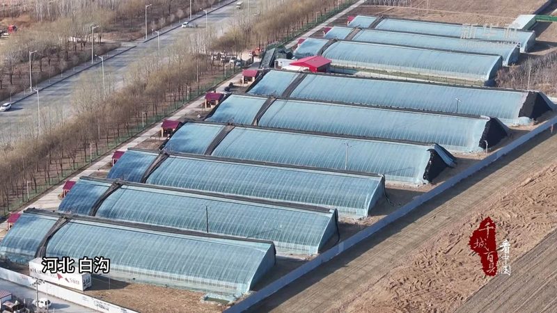 山东水果种植基地水果规格参数解析