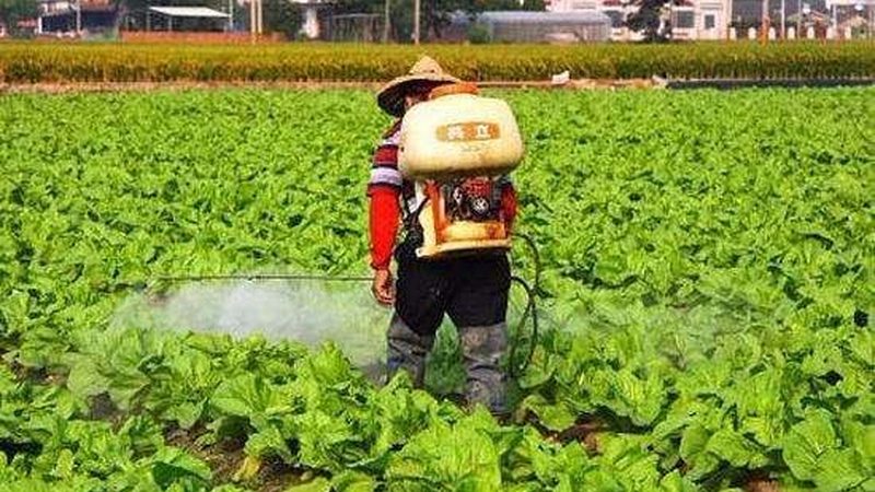 有机蔬菜储存袋：选择之道与关键因素